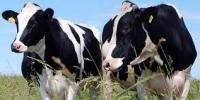 O futuro do sector lácteo galego nun horizonte sen cotas